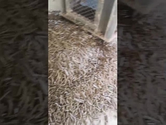 Van de de Korrelmolen 5Ton/H van de rijstschil Verticale van de Biomassaring die pellet machine with de Verpakkingsmachine